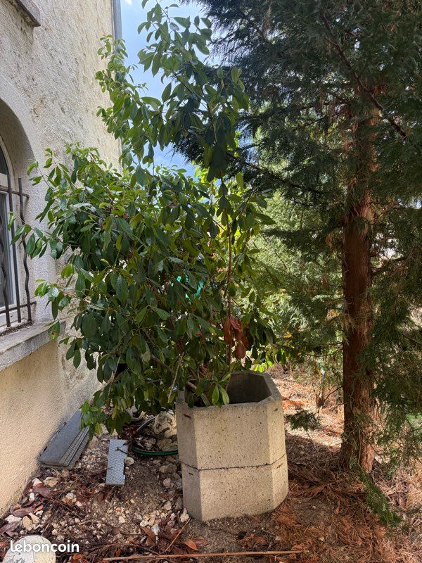 Arbre (image 4)