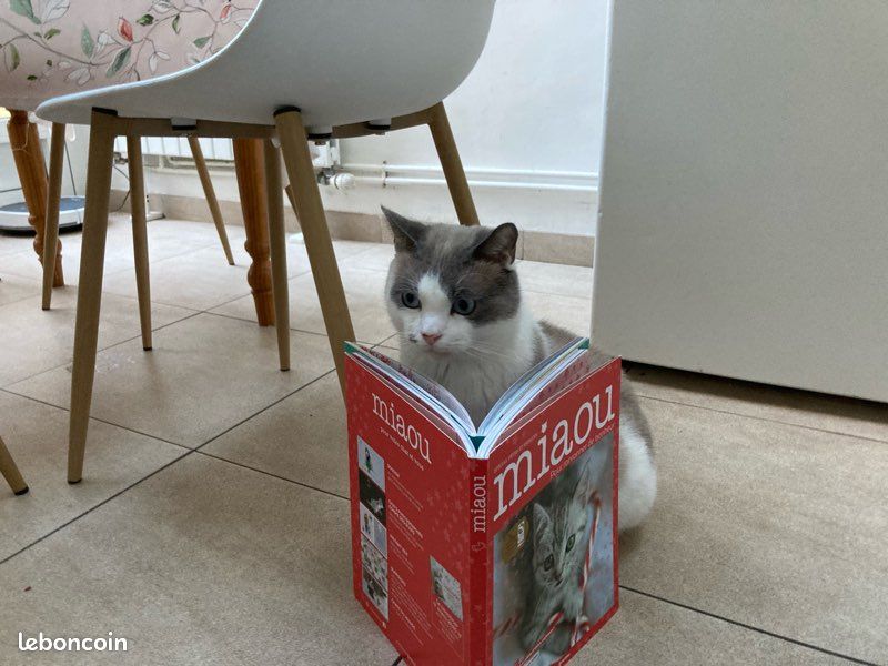 Livres miaou (2)😻 (image 1)