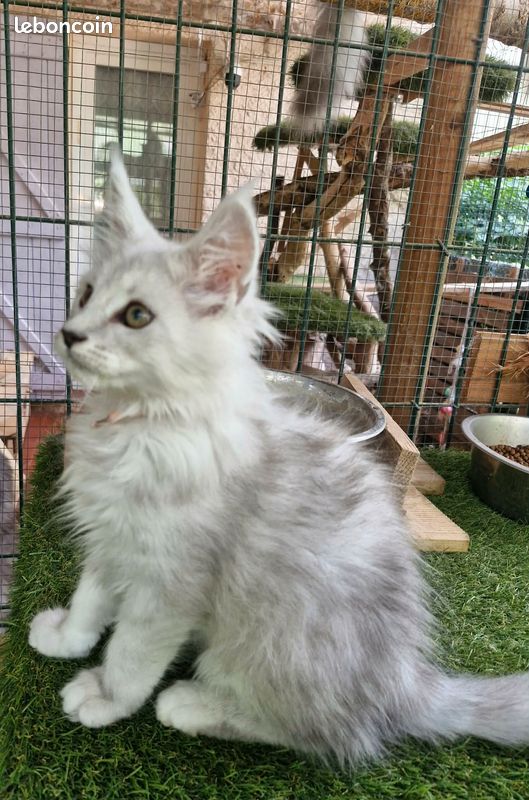 Chaton maine coon Loof (image 3)