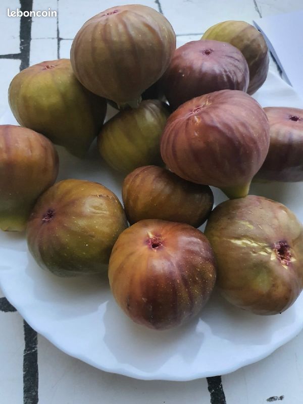 Figues fraiches Bio (image 4)