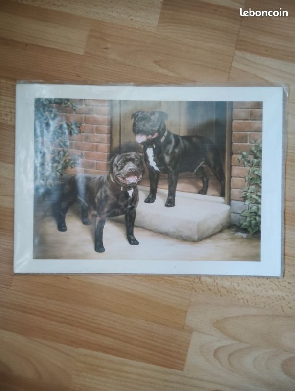 Affiche Staffordshire Bull Terrier (image 1)
