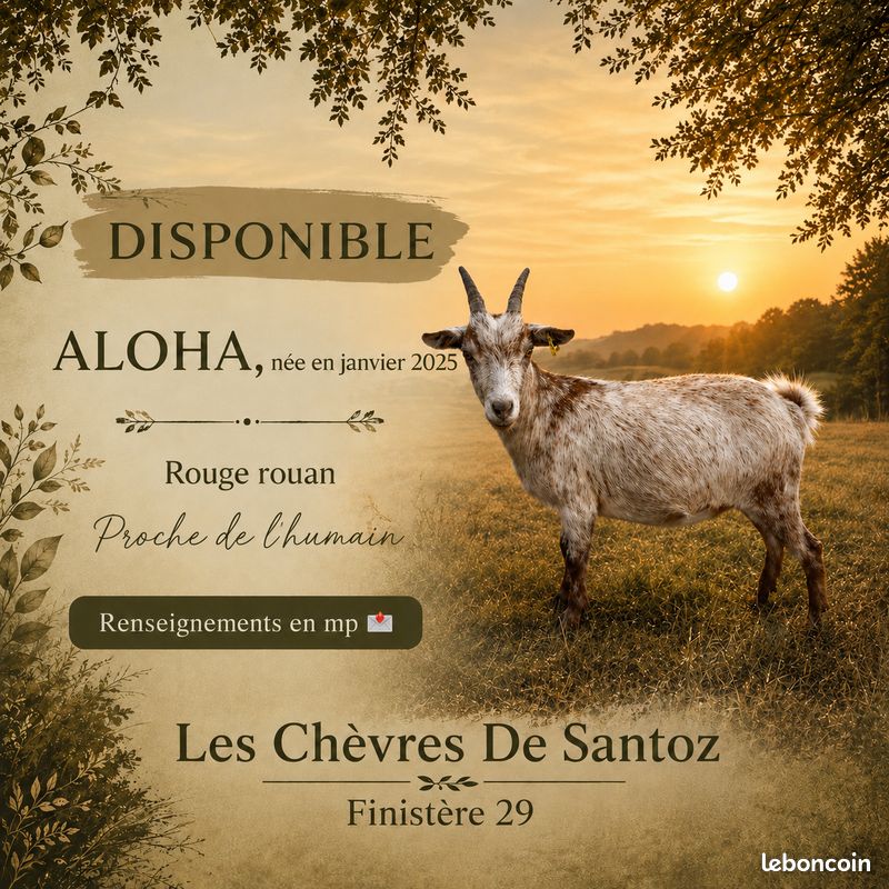 Chèvre naine (image 1)