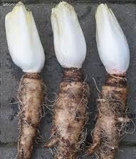 Endives en racines a forcer.envoi possible (image 1)