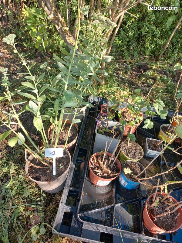 Vends plantes vivaces et petits fruits (image 5)