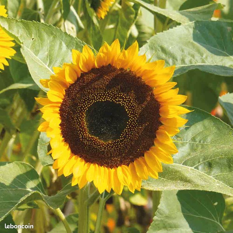 Sachet Collector : Géant Taiyo – L’Or du Jardin (3m) 🌻 (image 1)