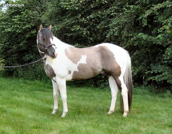 Etalon paint horse disponible en saillie congelé