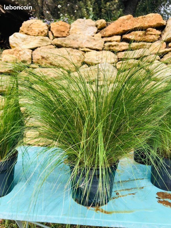 Plante Stipa « cheveux d’Ange » (image 5)