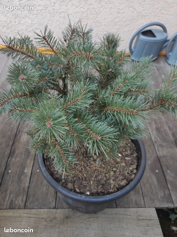 Pin sylvestre watereri (image 4)