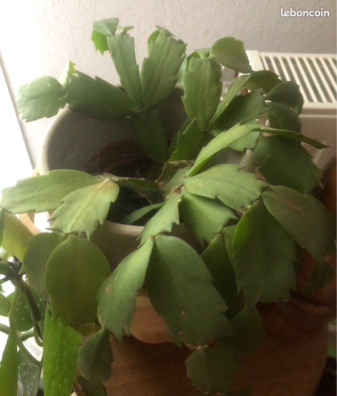 Cactus de Noël un grand et deux petits le lot (image 5)