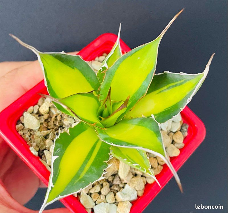 TRÈS RARE  Agave Horrida clone "Sumita" From Tanaka Japon (image 4)