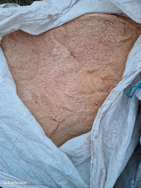 Sciure chene (image 1)