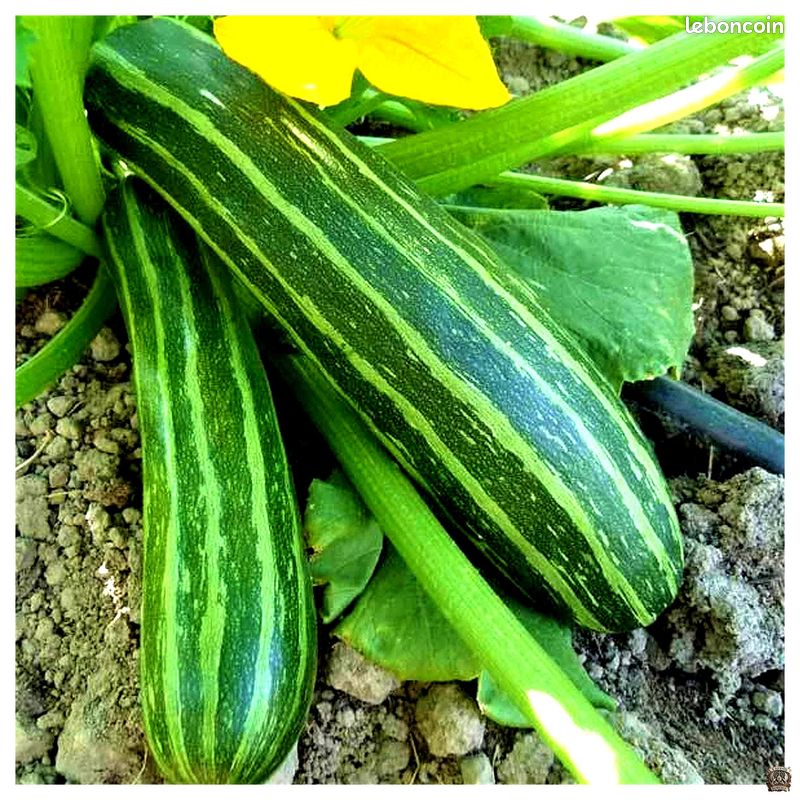 Graines Courgette Cocozelle – Ancienne variété italienne, striée et savoureuse (image 2)