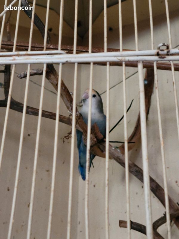 Cage (image 3)