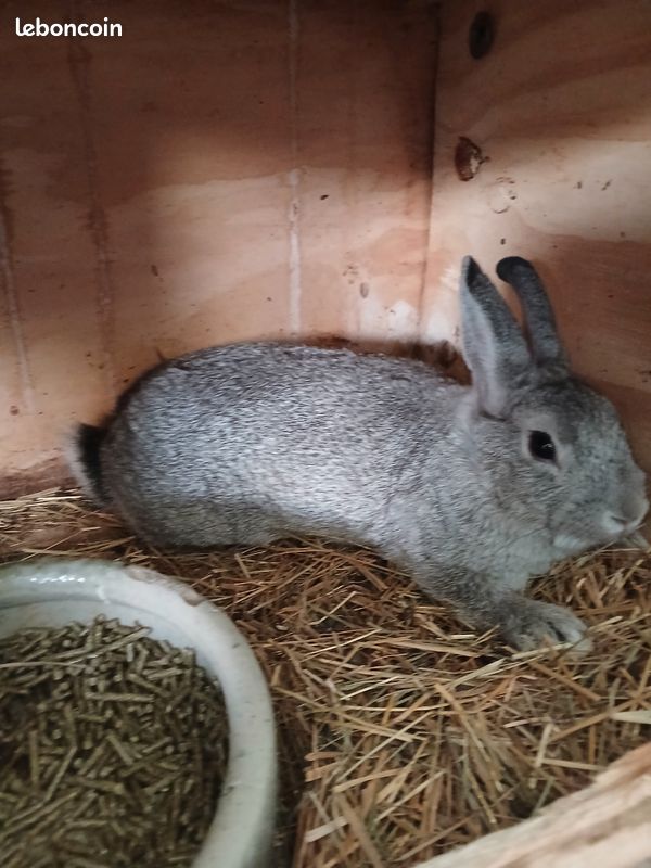 Lapine naine (image 2)