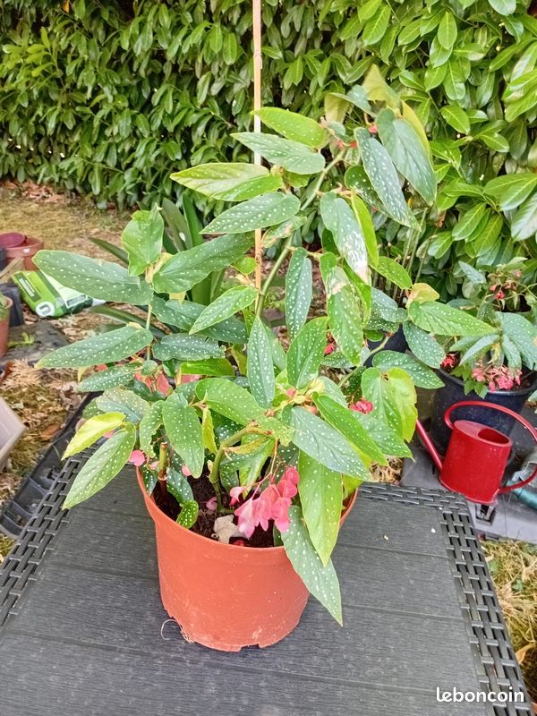 Tamaya Begonia maculata (image 1)