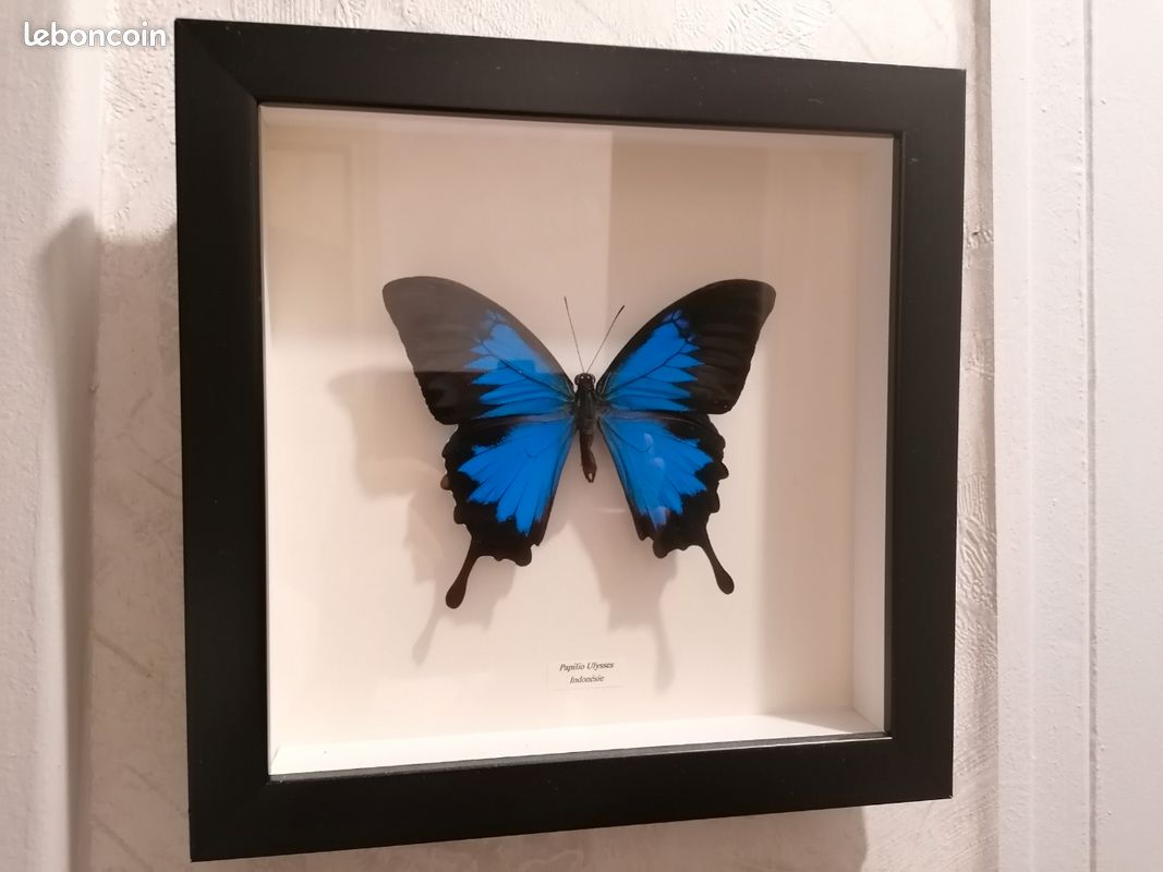 Cadre à papillon Ulysses (image 1)