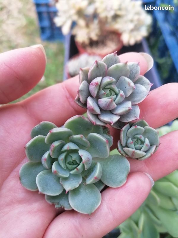 Echeveria 'Ben Badis' variegata (image 4)