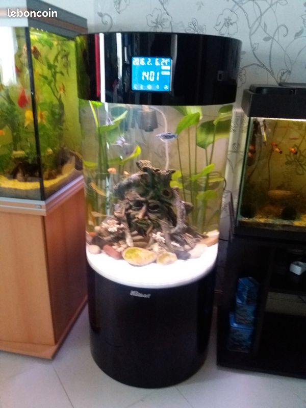 Recherche tout types de poissons a donner (image 2)