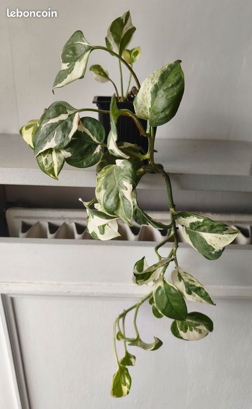 Plante pothos n'joy epipremnum (image 1)