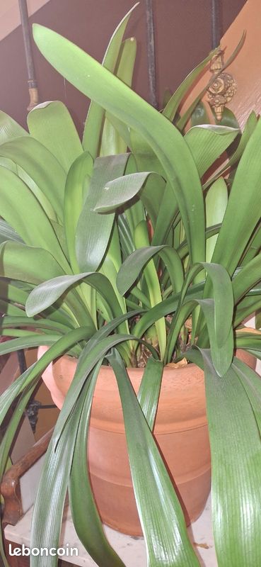 Plante verte clivia (image 2)