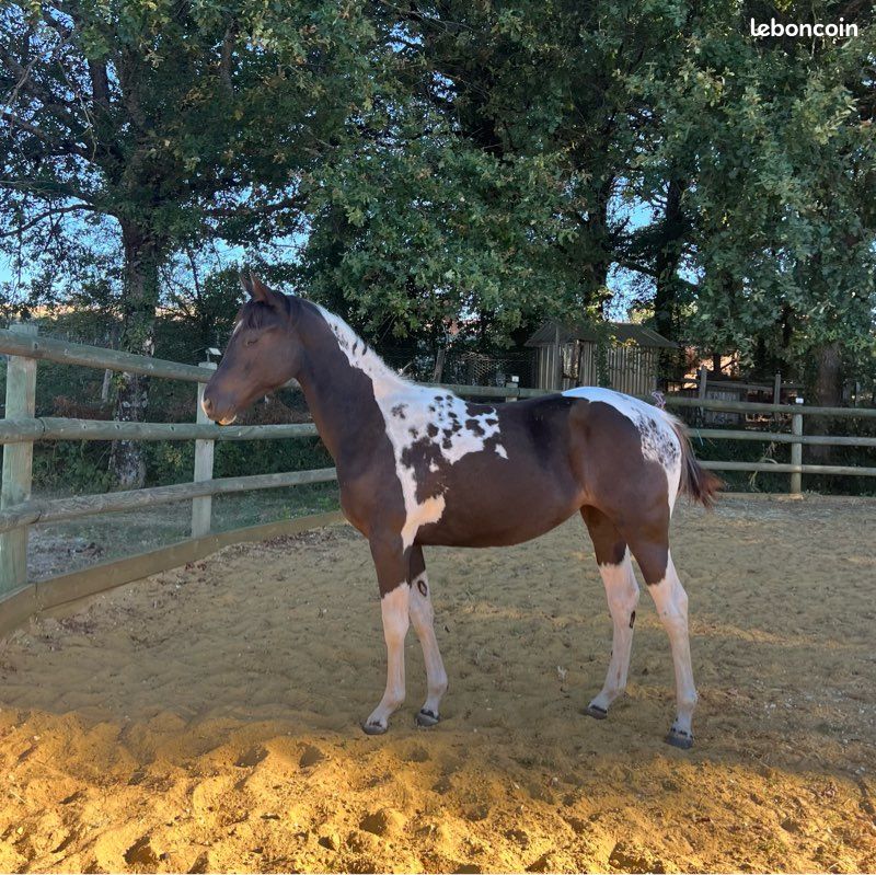 Pouliche Paint Horse PP (image 1)