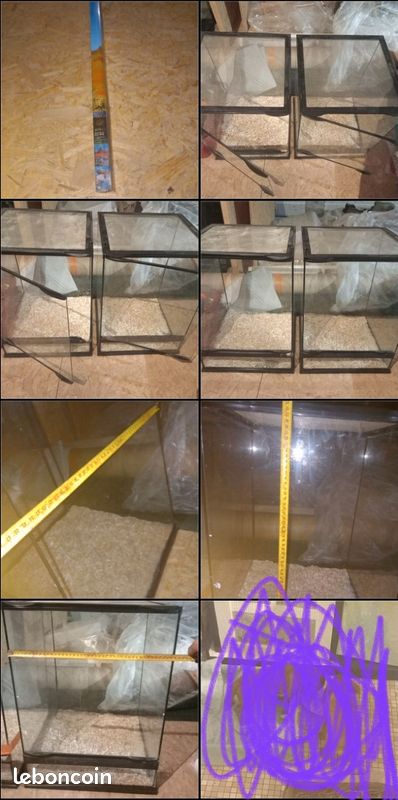 Box reptiles (image 1)