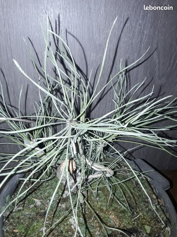 Bonsaï (image 6)