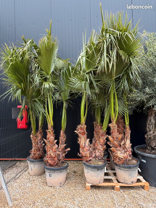 Pot De Fleur Exterieur Palmier Washingtonia Robusta Multi-troncs - 140-160cm - Palmier Éventail Mexicain Palmier éventail Mexicain Multi-troncs Pot De Fleur Exterieur Palmier Washingtonia Robusta Multi-troncs - 140-160cm - Palmier Éventail Mexicain Palmier éventail Mexicain Multi-troncs