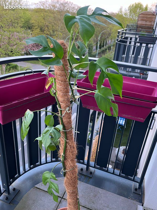 Grande plante verte Monstera minima madison - Jardin & Plantes