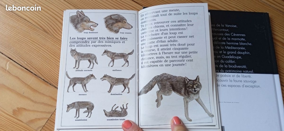 Lot de 2 livres jeunesse les loups (image 4)