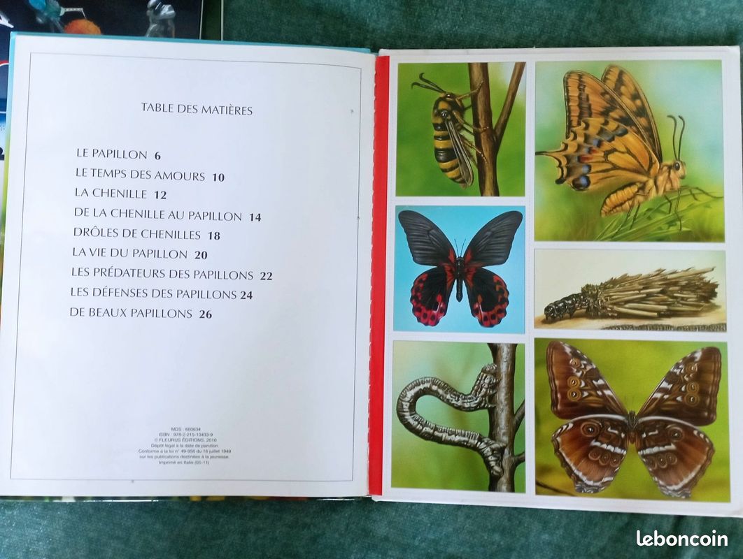 Kit d'élevage Papillons Belle-Dame – JBA EDUCATION NATURE