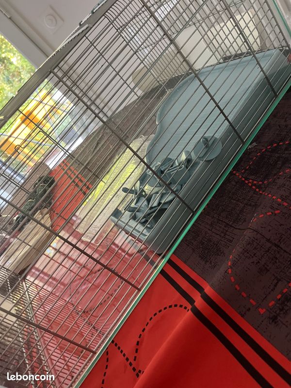 Cage hamster (image 2)