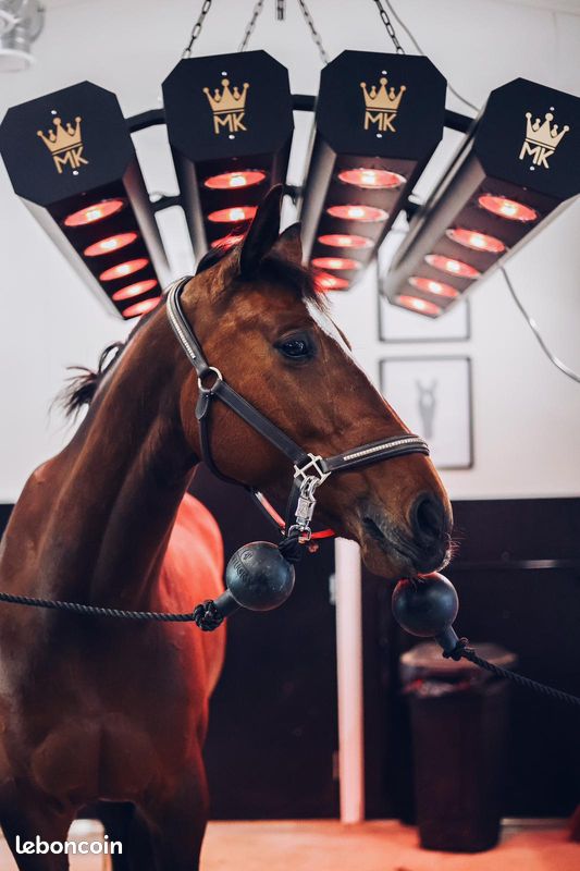 Solarium IR pour chevaux – neuf – livraison rapide – prix occasion