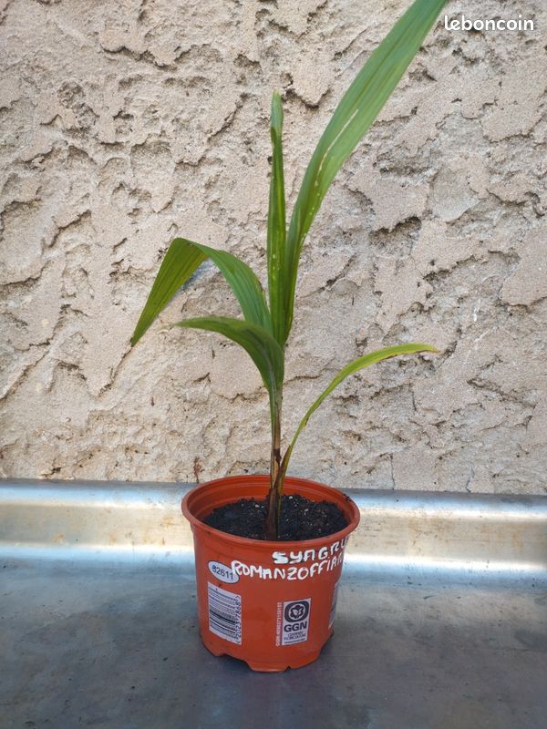 Syagrus Romanzoffiana (image 1)