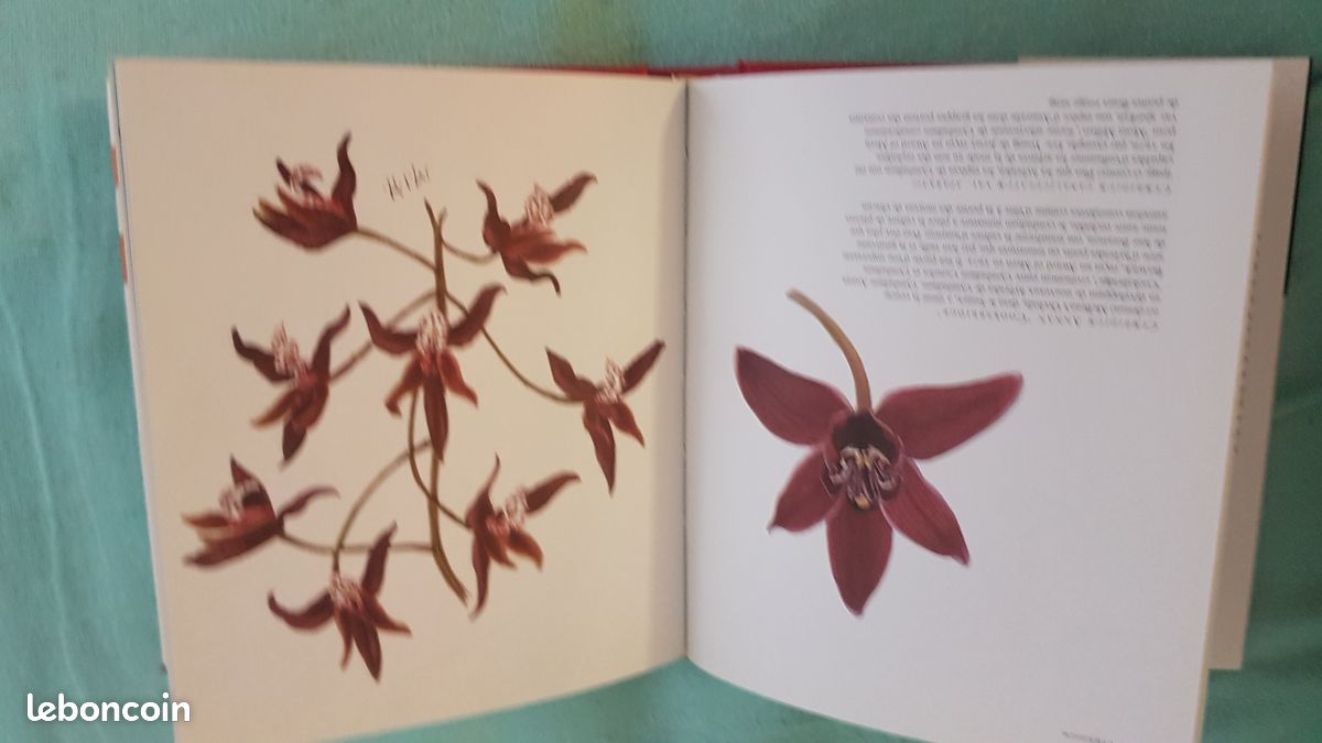 LIVRE ORCHIDEES : de l'horticulture considérée comme un des beaux-arts (image 2)