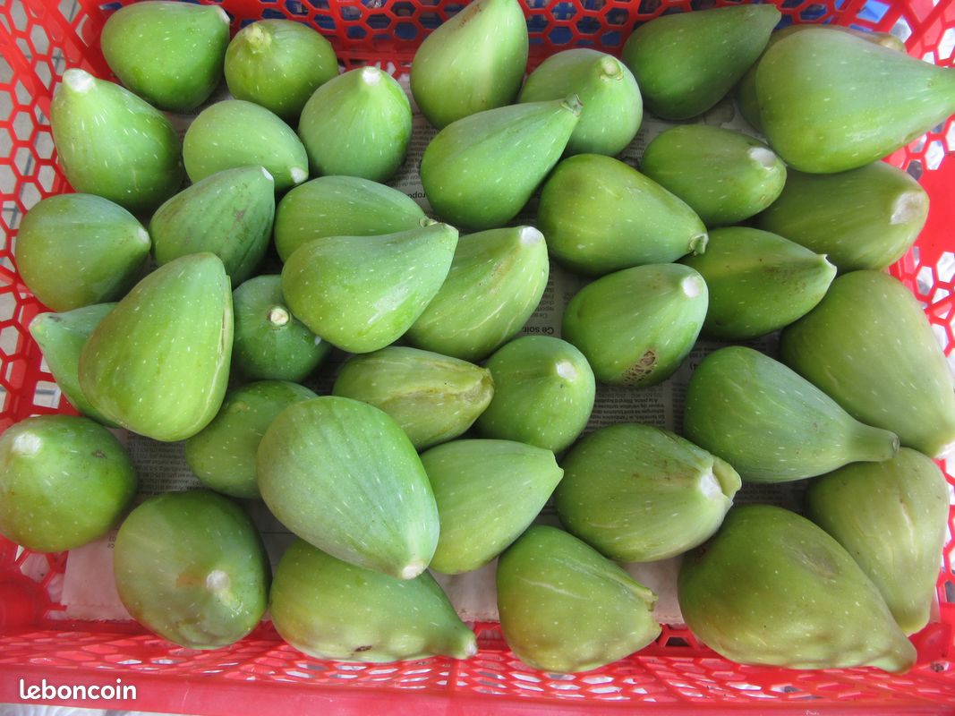 Figues (image 2)
