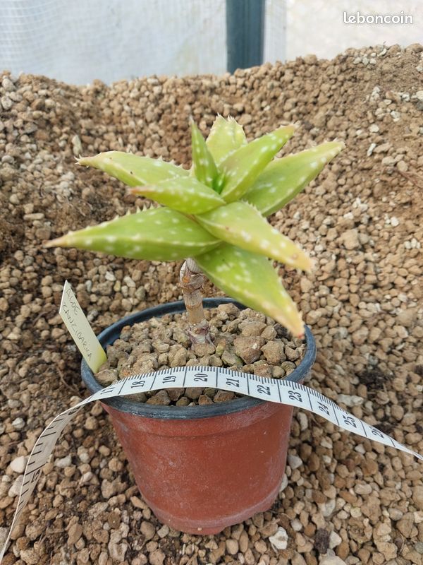 feuchtigkeitscreme mit aloe vera Feuchtigkeitscreme