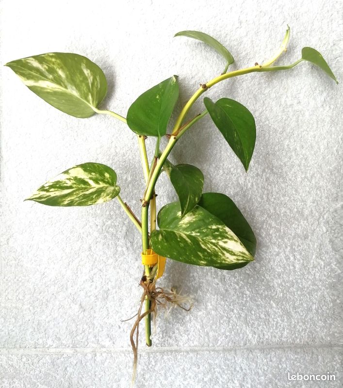 Plante aquatique pour aquarium et terrarium (image 3)