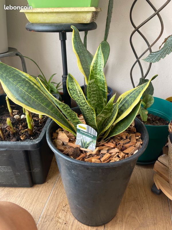 Plante sansevieria (image 1)