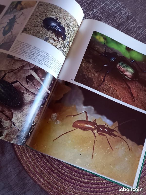Livre documentaire sur les insectes (image 5)
