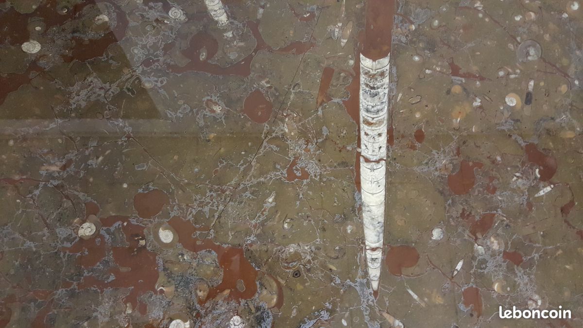 Table marbre fossilisé (image 1)