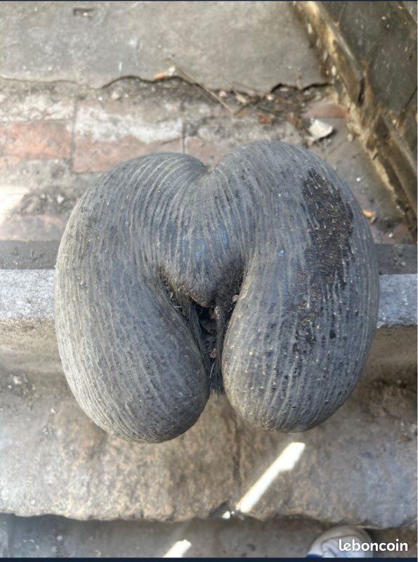 Coco fesse (image 8)