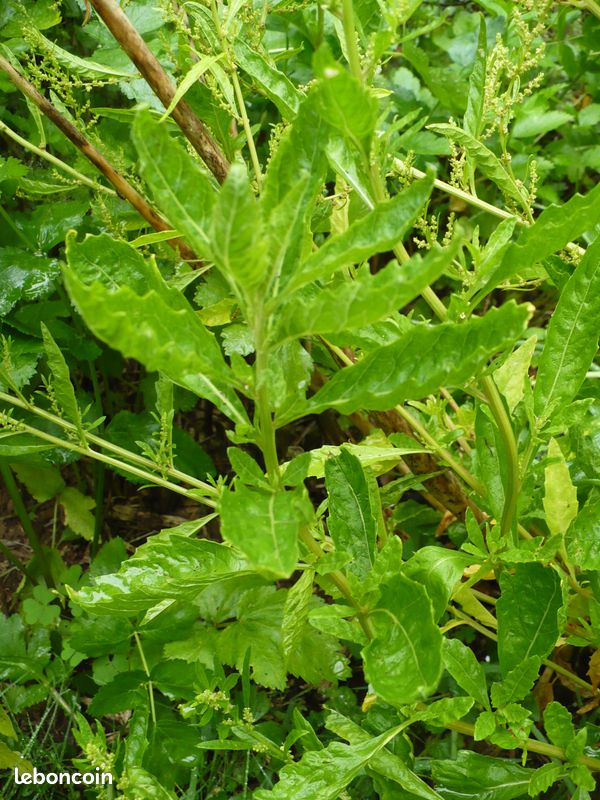 Feuilles d'épazote séchée pour infusions et cuisine (image 1)