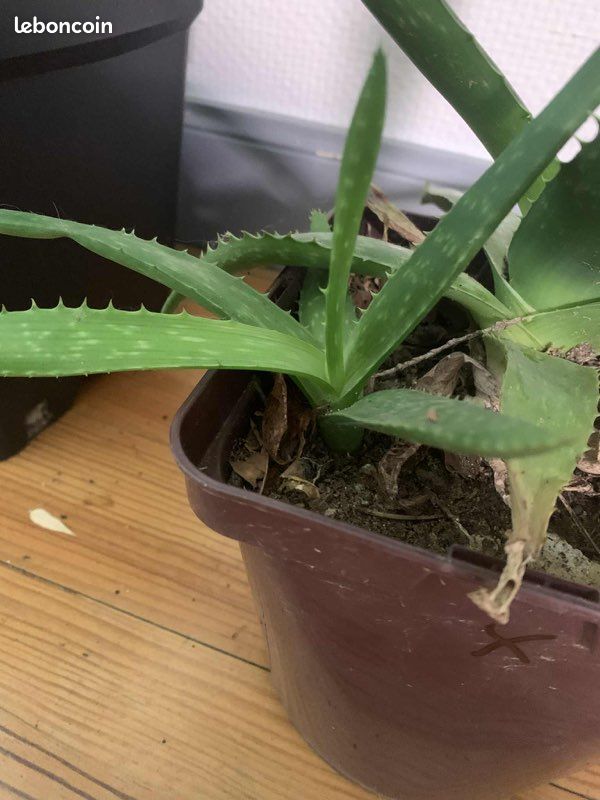 Bouture aloe vera - Jardin & Plantes