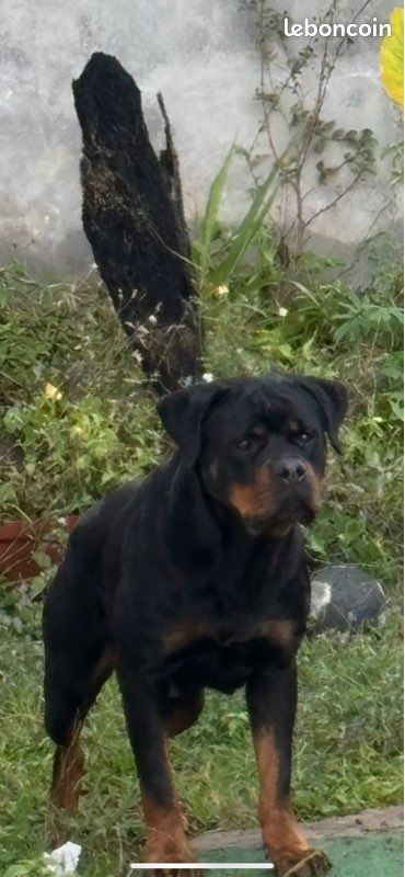 Saillie Rottweiller (image 2)