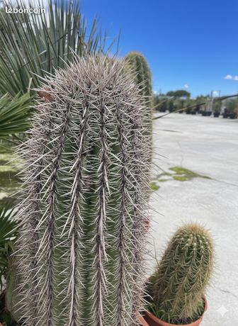 Cactus Saguraro (1m50) en pot - Prix Dstockage Arrivage Crazy Precio -  Jardin & Plantes