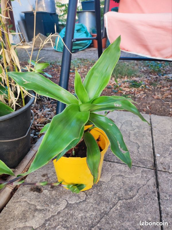 Callisia rare (image 2)