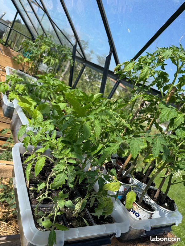 Plants de légumes bio (image 7)