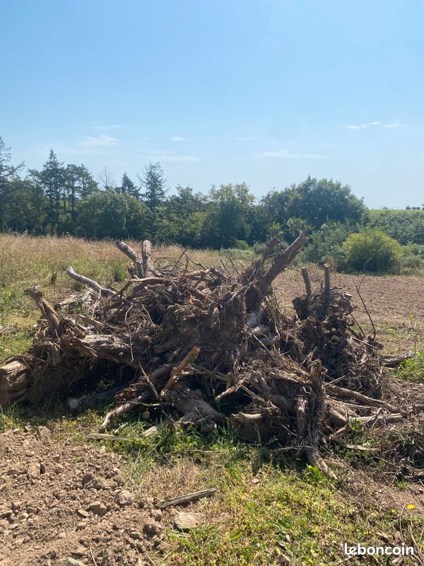 Donne souche d’arbre (image 1)