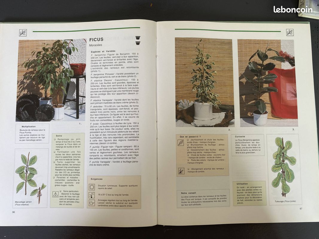 Soigner entretenir vos plantes d'intérieur (image 3)